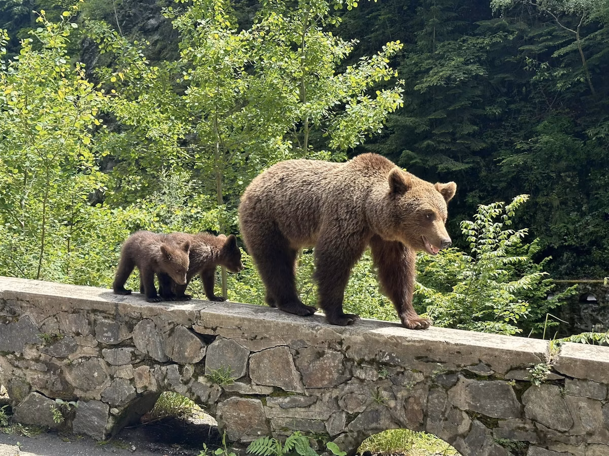 CCR validează recoltarea a 859 de urși bruni anual și modificările la regimul ariilor naturale protejate, respingând sesizările lui Nicușor Dan