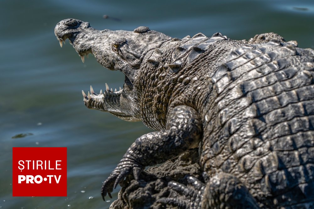 Un bărbat a observat un crocodil pe balconul unui vecin și a sunat la poliție. Ce descoperire șocantă au făcut în apartament