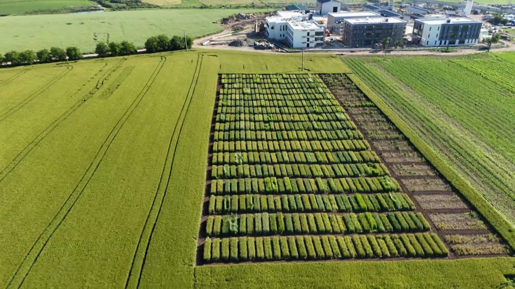 Ziua Biodiversității Grâului, organizată de USV Iași la Ezăreni