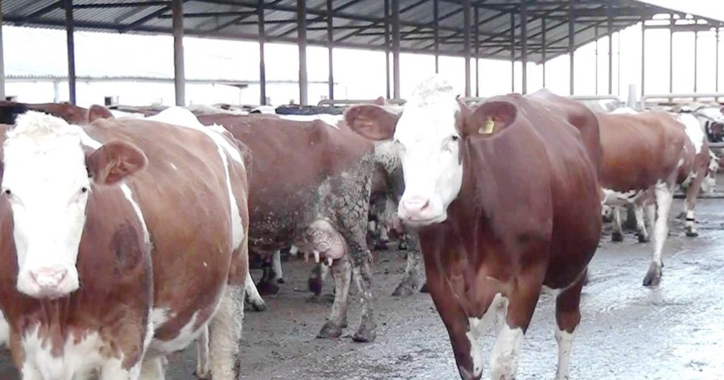 România produce lapte, dar procesatorii lucrează mai mult cu importuri. Ce fac fermierii cu producția care nu ajunge în fabrici