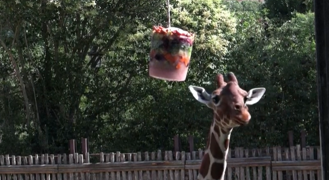Înghețată pentru animalele de la zoo din Italia / Cum sunt protejate girafele, focile și hipopotamii din Roma în timpul caniculei