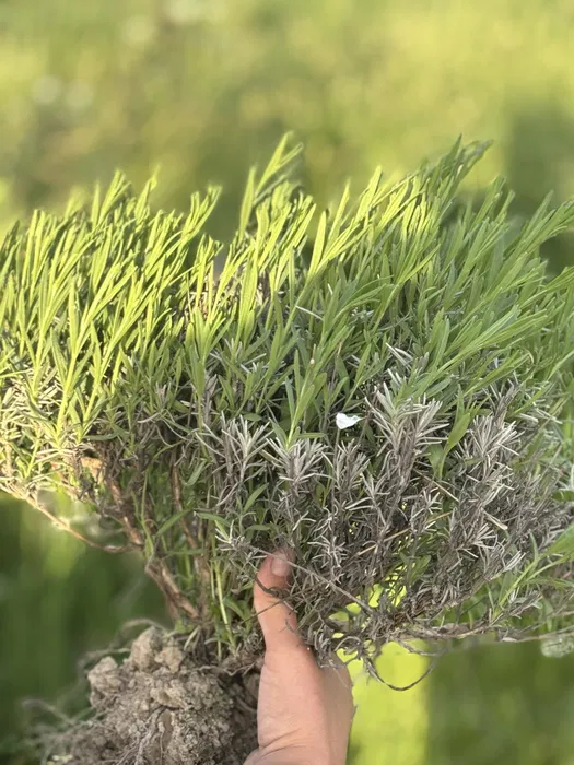 Alternativă la culturile tradiționale. Cu ce au dat lovitura agricultorii din sudul țării