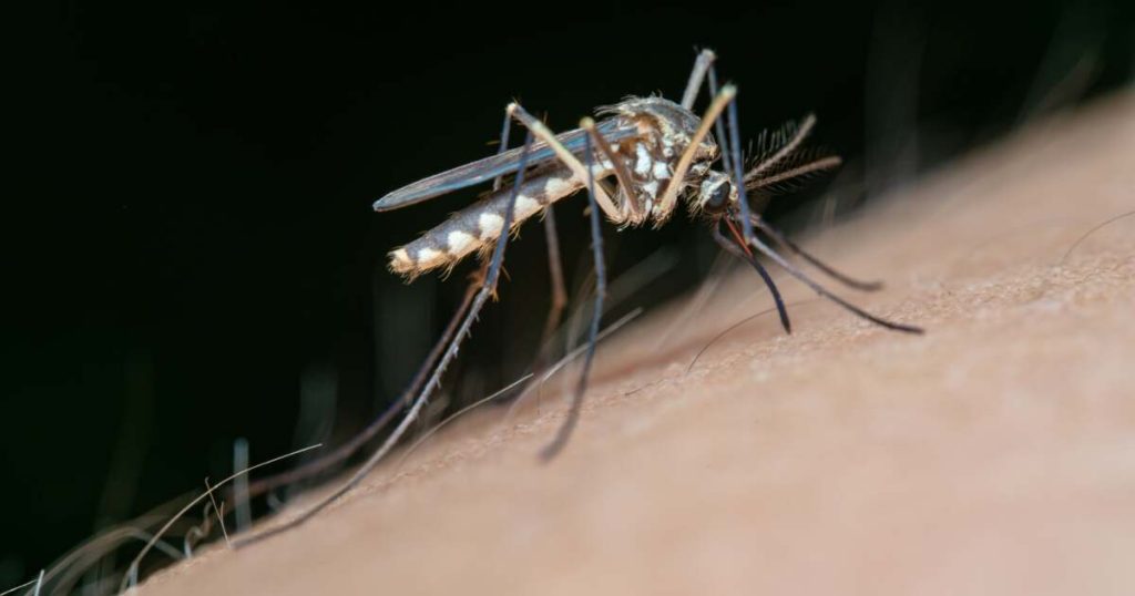 Virusul West Nile: Centrul de Transfuzie din Timișoara impune restricții la donare din cauza unor suspiciuni de infectare