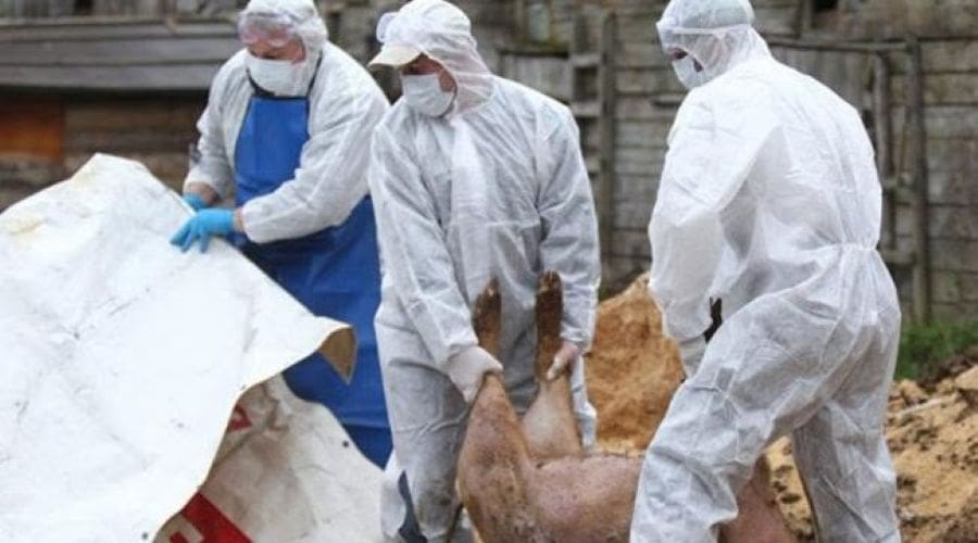 Primăria Câmpia Turzii: Anunț important – Măsuri pentru prevenirea pestei porcine africane