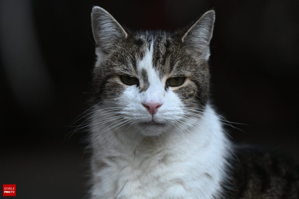 O pisică a fost prinsă cu droguri la o închisoare din Rusia. Deținuții se aprovizionau cu stupefiante aduse de animal