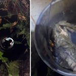 Salvare la 13 metri adâncime  - Doi pui de pisică, recuperați dintr-o fântână de pompierii bihoreni