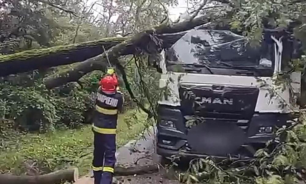Trafic blocat în Păulești. Doi arbori au căzut peste un camion. VIDEO