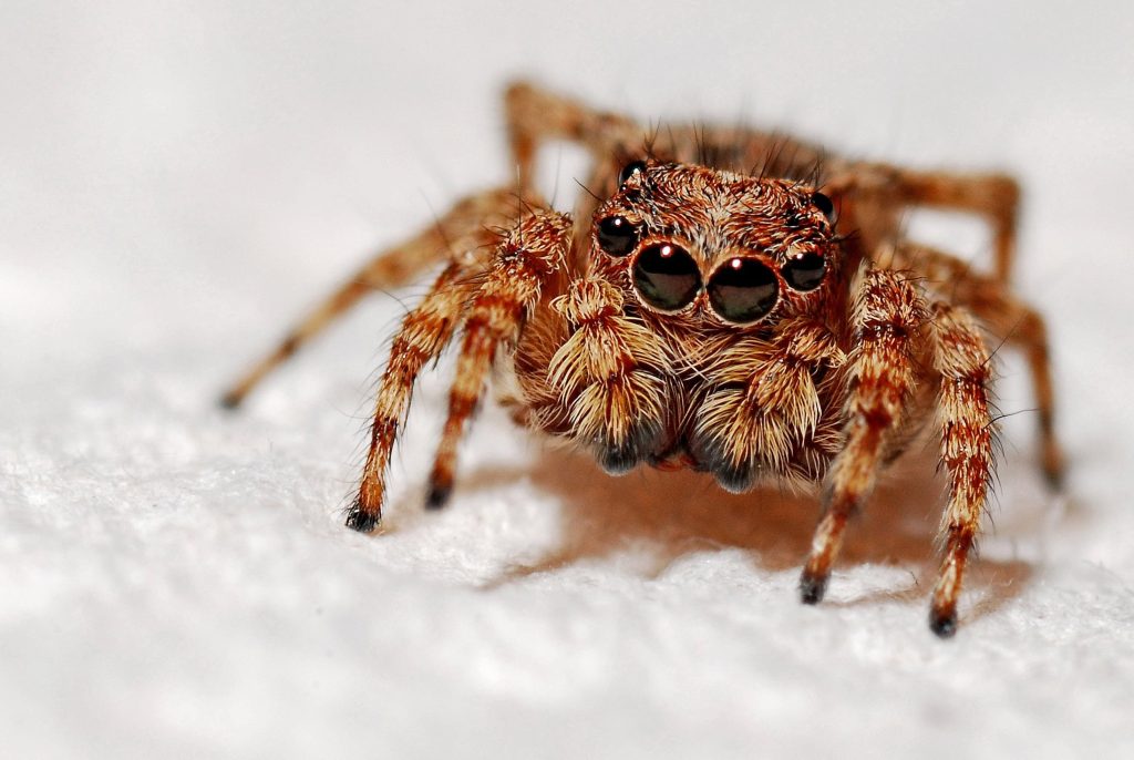 Cum să scapi de păianjenii și muștele din casa ta pe timpul verii. Sfaturi ce te ajută să ții insectele la distanță