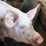 Pesta porcină africană: toate târgurile de animale rămân închise - 16 focare noi în Bihor