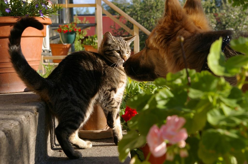 Avertisment pentru proprietarii de pisici și câini. Ce au descoperit cercetătorii