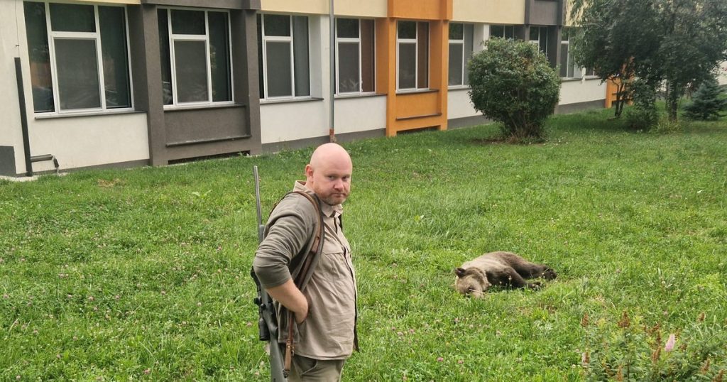 Alertă la un liceu din Sibiu. Un urs a pătruns în curte și a fost tranchilizat după o intervenție dificilă