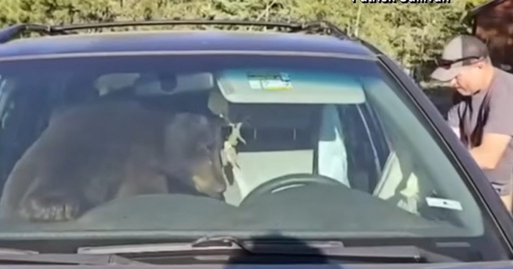 Un urs a intrat într-o mașină și a rămas blocat. A claxonat toată noaptea și a trezit tot cartierul