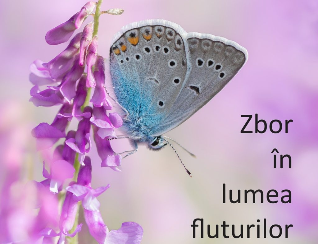 Peste 400 de specii de fluturi din întreaga lume ajung la Muzeul de Istorie Naturală din Sibiu