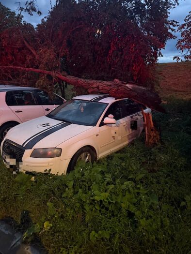 Furtuna a făcut pagube în Satu Mare. Un copac doborât de vânt a avariat trei autoturisme