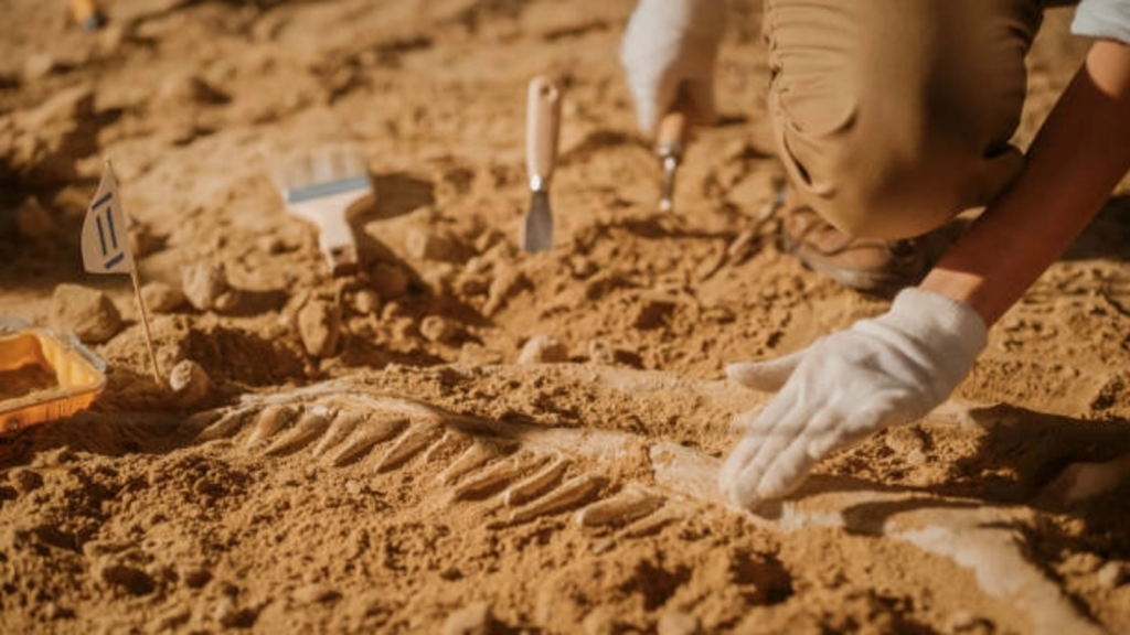 Descoperire arheologică în zona Spineni, comuna Andrieşeni: trei complexe funerare vechi de mii de ani