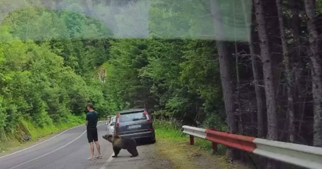 Turist la un pas să fie mușcat de urs pe Transfăgărășan