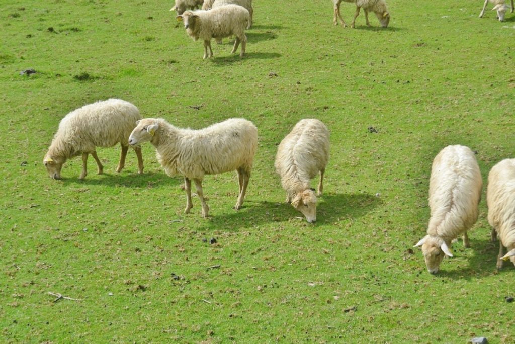 Protestul crescătorilor de ovine: Uniunea Oierilor cere reluarea urgentă a exporturilor și despăgubiri pentru fermierii afectați