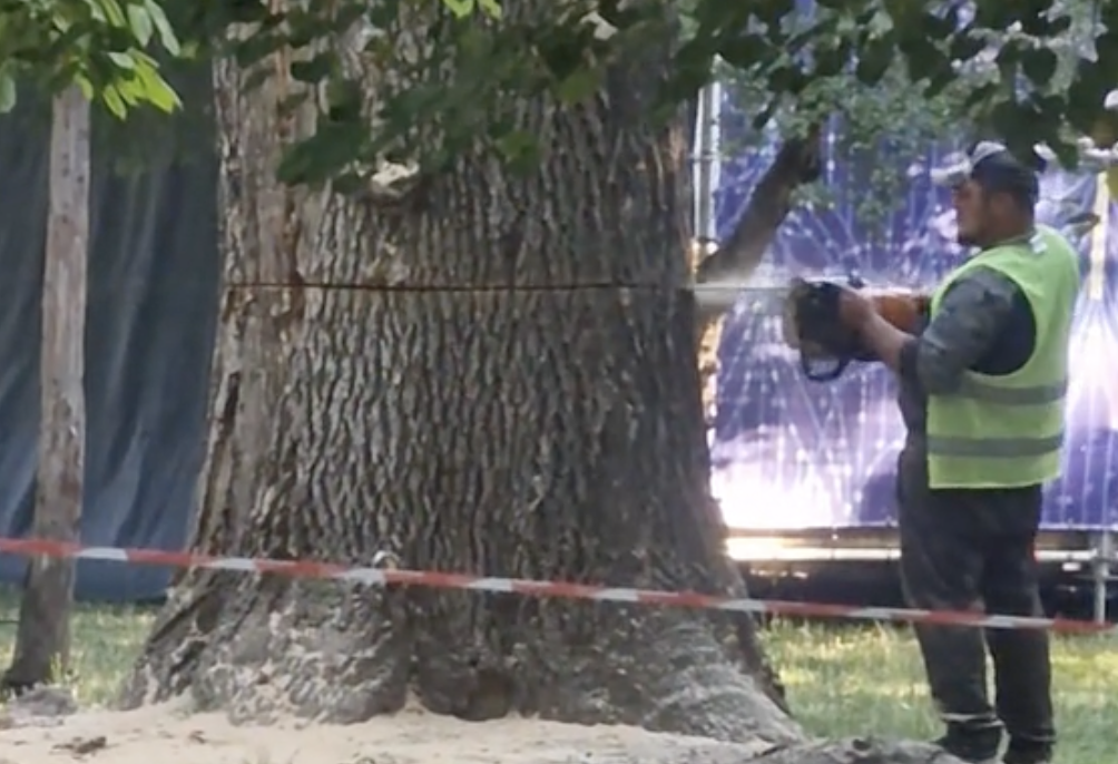 VIDEO. De ce a fost tăiat un copac mare din Parcul Central? Primăria Cluj-Napoca explică motivul din spatele tăierii: „Ar fi fost un pericol”