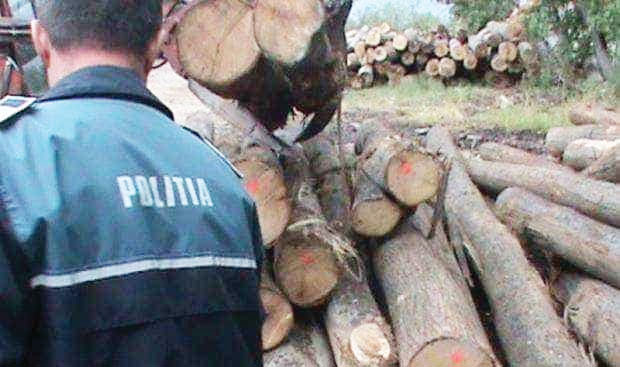 Societate sancționată pentru nereguli silvice