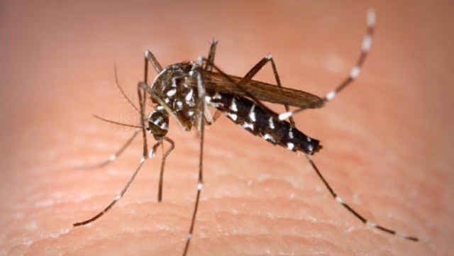Institutul Naţional de Sănătate Publică: În acest sezon au fost înregistrate 9 cazuri de infecţie cu virusul West Nile şi 2 decese