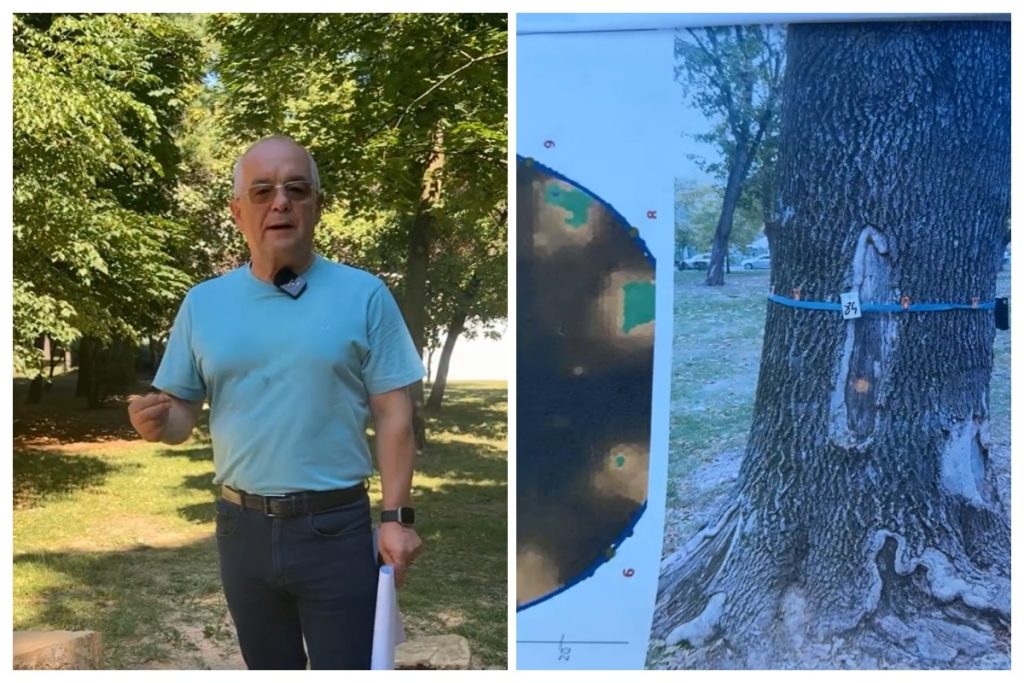 VIDEO. Boc explică de ce a fost tăiat copacul din Parcul Central din cluj, care a aprins spiritele printre clujeni: „90% din rădăcină era putredă”