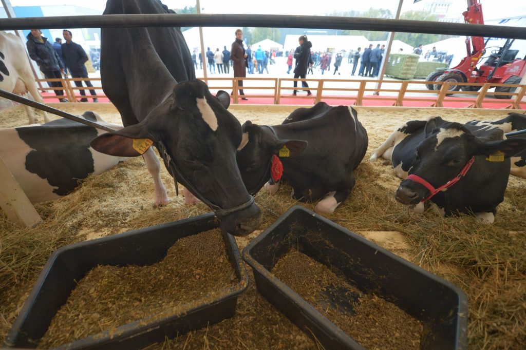 Noi subvenții pentru crescătorii de bovine și porcine. Parlamentul a votat și măsuri mai dure împotriva pestei porcine africane
