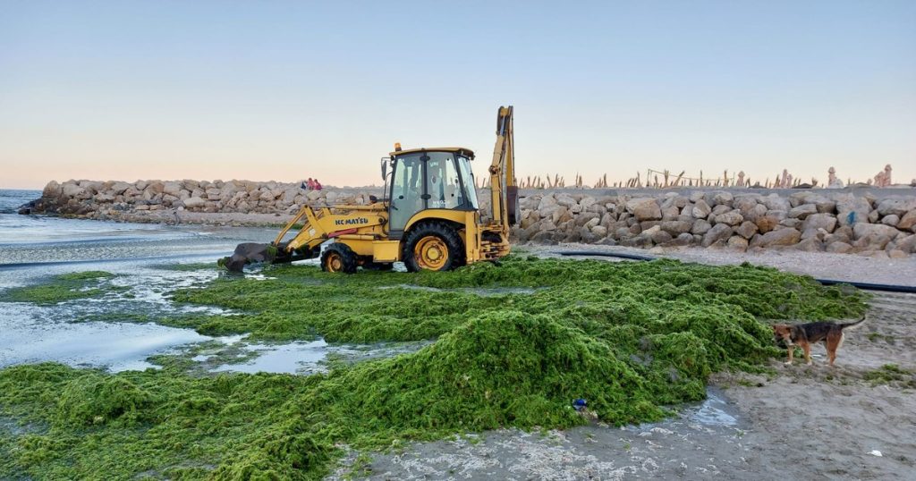 De ce au apărut algele pe plajele din Mamaia. Explicațiile specialiștilor