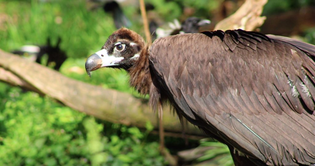 Pui de vultur negru, o specie pe cale de dispariţie din Munţii Rodopi, echipaţi cu transmiţătoare GPS