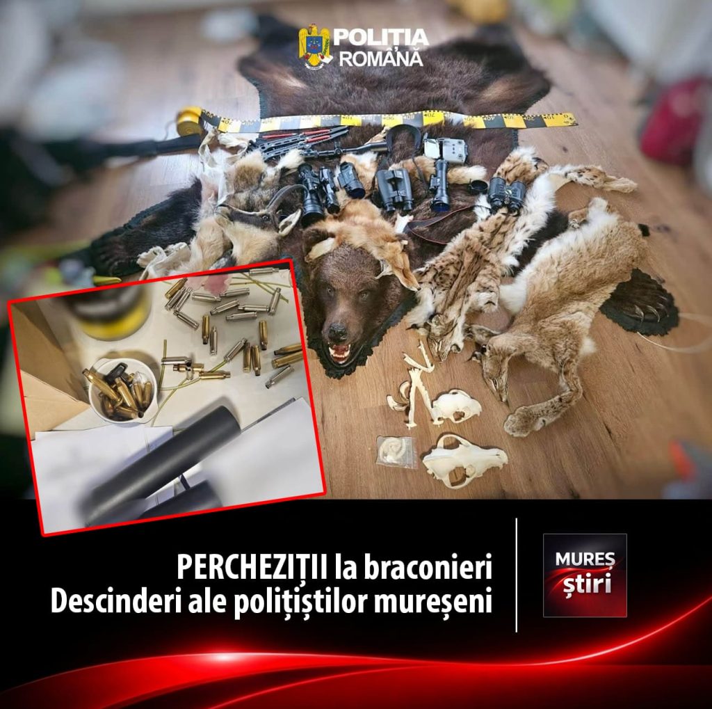 PERCHEZIȚII la braconieri | Descinderi ale polițiștilor mureșeni într-un dosar de braconaj și nerespectare a regimului armelor, în Lunca Bradului!