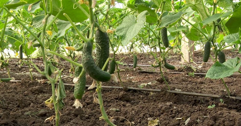 Preț umilitor în patria legumelor: 5 lei pentru un sac de 25 kg de castraveți. Fermierii din Olt sunt disperați și îi lasă pe câmp