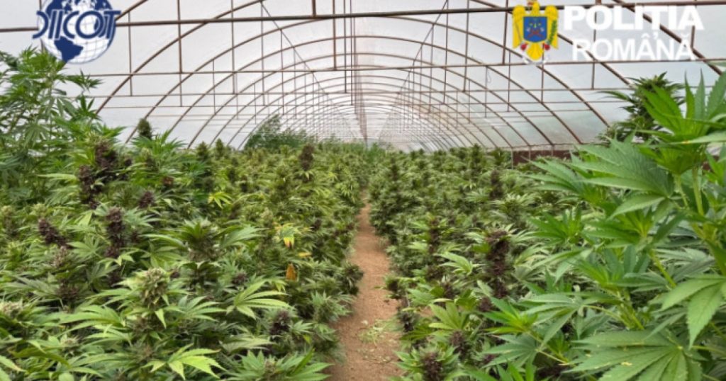 Captură record de canabis, în Neamț. Peste 2.600 de plante și un laborator clandestin, descoperite de anchetatori