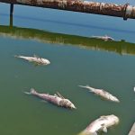 Constanţa: Sute de peşti au murit în lacul Corbu / Autorităţile au prelevat probe de apă, dar şi de peşte pentru analiză / Specialiştii au două posibile cauze ale mortalităţii piscicole: temperaturile ridicate sau o posibilă poluare – VIDEO