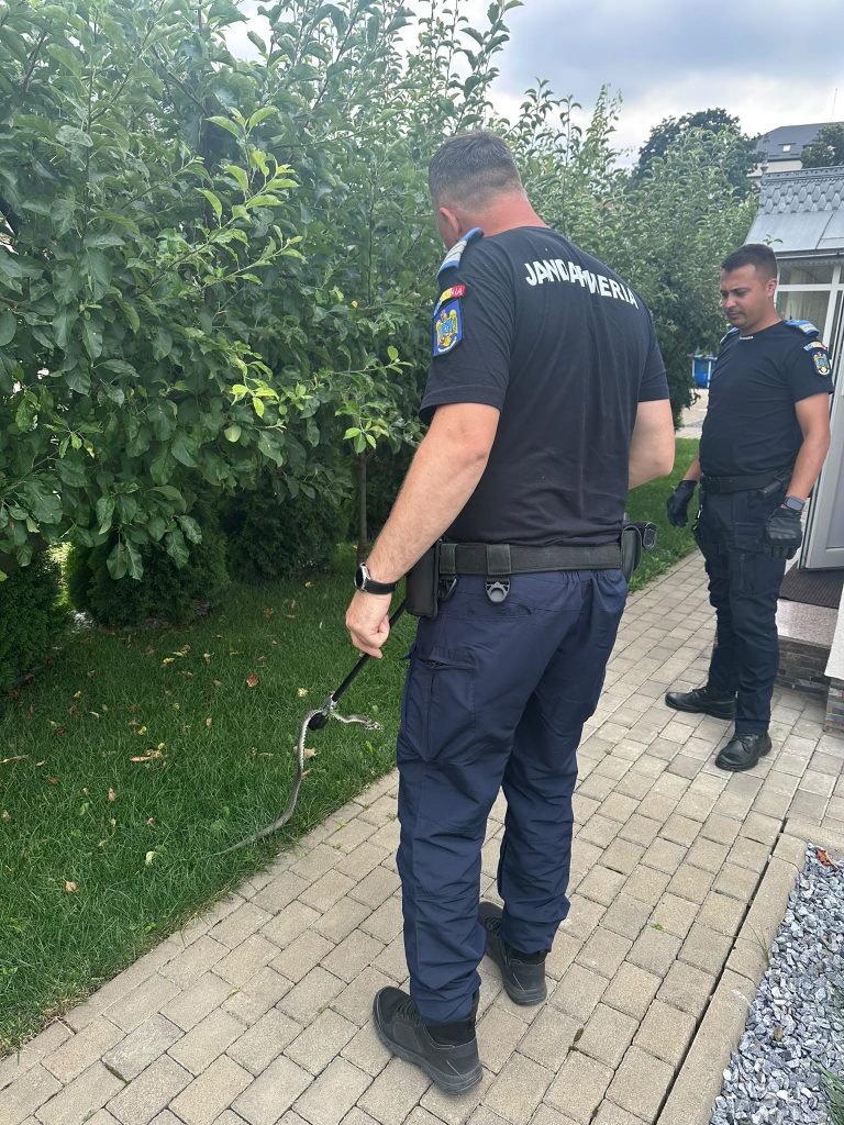 Încă o intervenție pentru jandarmii botoșăneni: Un șarpe a fost prins în curtea unei case – FOTO