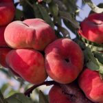 Rețeta perfectă pentru vară. Legume la grătar cu vinegretă de miere și cimbru, gata în doar câteva minute