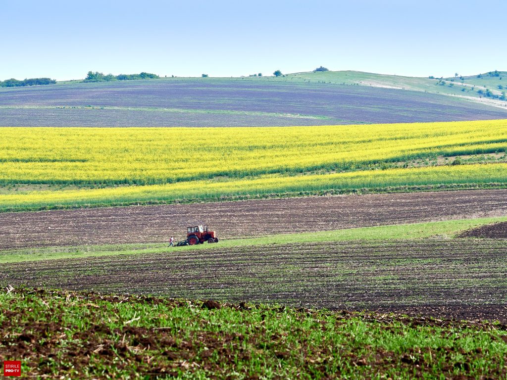 Ce suprafață cultivată are România. Topul județelor și cele mai cultivate plante