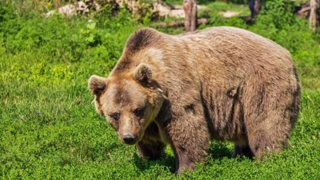 Consultare publică în privința statutului de specie protejată a ursului brun