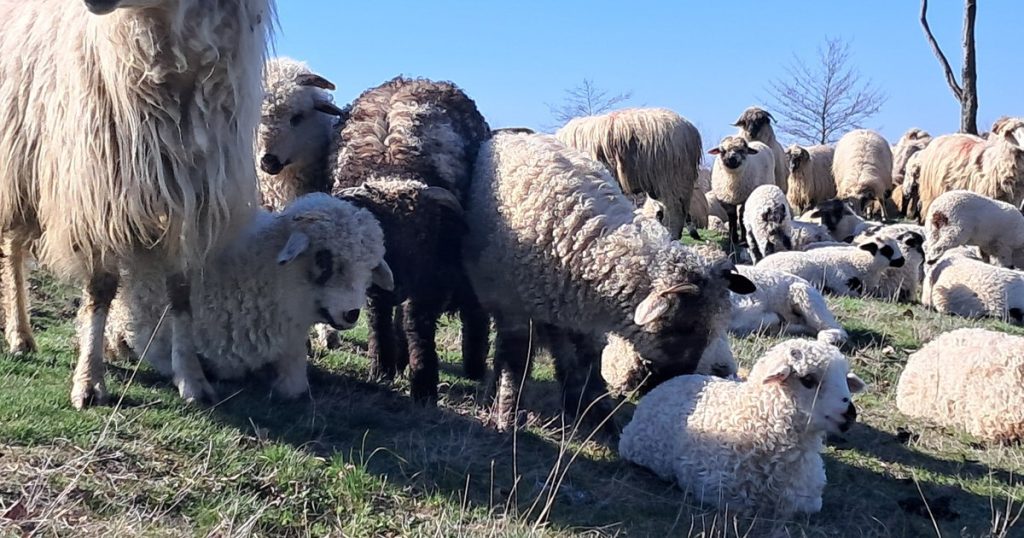 Scandal în zootehnie: vaccinarea oilor ar putea bloca exporturile și provoca pierderi uriașe, avertizează industria
