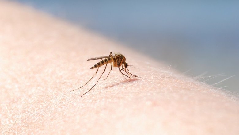 Avertisment pentru botoșănenii care pleacă în concediu: Medicii  anunță începutul sezonului West Nile