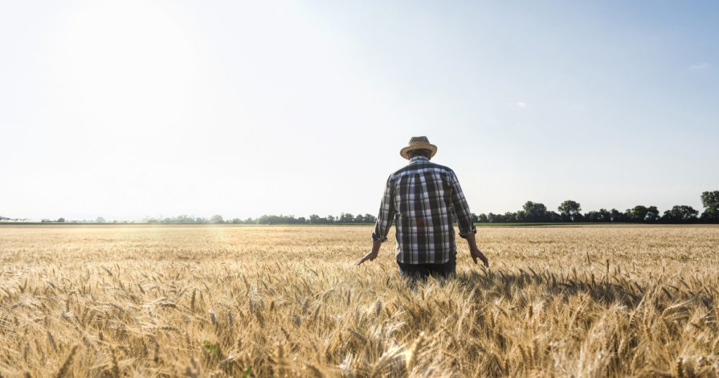 Agricultură la mila vremii. Cu ce au înlocuit fermierii din vestul țării culturile de cereale, în lipsa sistemelor de irigații