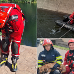 O intervenție a fost desfășurată în Birtin, iar alta în Oradea - Doi câini salvați de pompierii bihoreni