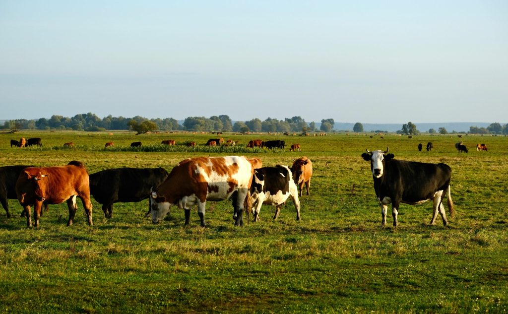 ANSVSA: Nu s-a confirmat niciun caz de antrax la bovine în județul Botoșani