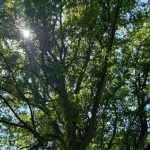 Valul de aer tropical care sufocă Italia și Franța ajunge în România. Temperaturile din cele două țări au urcat până la 45 de grade Celsius