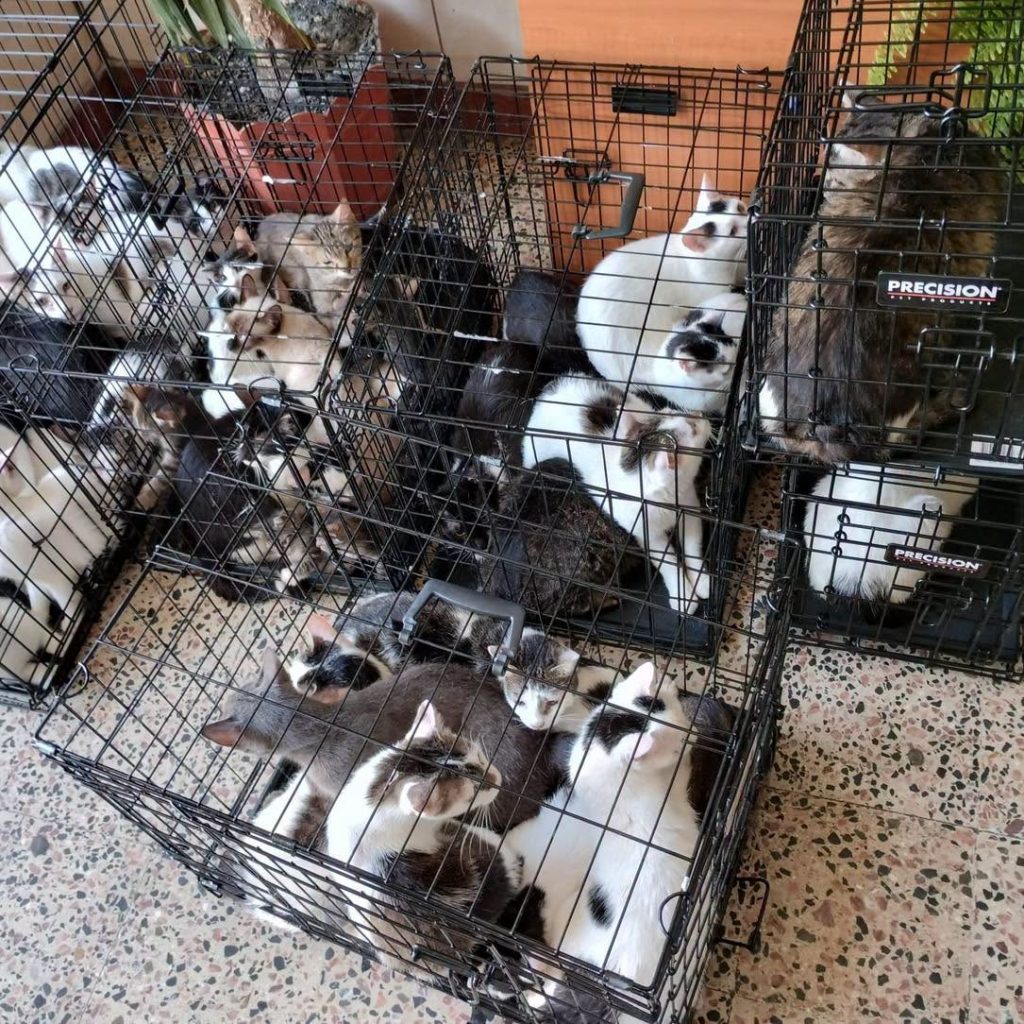 FOTO 115 pisici au fost găsite dintr-un apartament din București / Pisicile au fost preluate de mai multe asociații de protecția animalelor