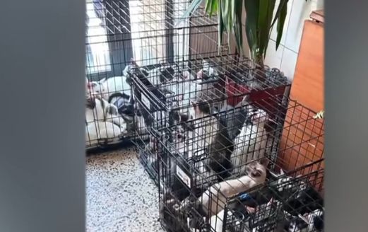 Peste 120 de pisici au fost salvate de la două adrese din Capitală, unde erau ținute în condiții improprii