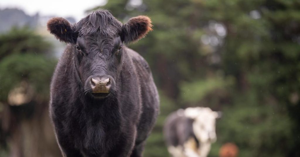 ANSVSA dezminte informațiile privind un focar de antrax în Botoșani: „Nu s-a confirmat niciun caz la animale sau la oameni”
