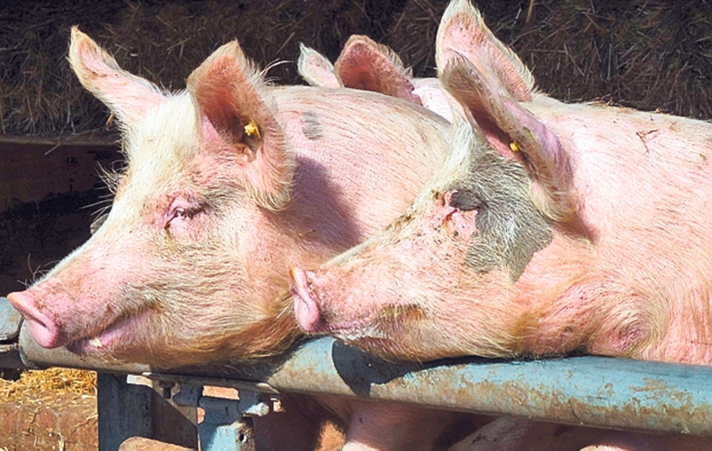 Caz de trichineloză, la un porc crescut și sacrificat într-o gospodărie din comuna Sălciua