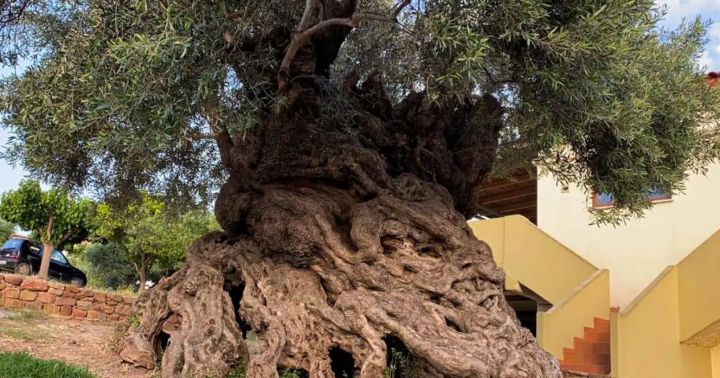 Satul din Grecia unde crește cel mai vechi măslin din lume. Arborele are 3.000 de ani, încă rodește și atrage mii de turiști în fiecare an