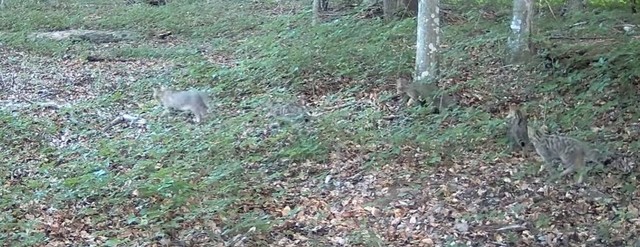 Pisică sălbatică cu patru pui, surprinsă în imagini în Parcul Naţional Semenic – Specialişti: Atunci când speciile sălbatice se reproduc în mediul lor natural, avem una dintre cele mai puternice dovezi că măsurile de conservare dau rezultate – VIDEO