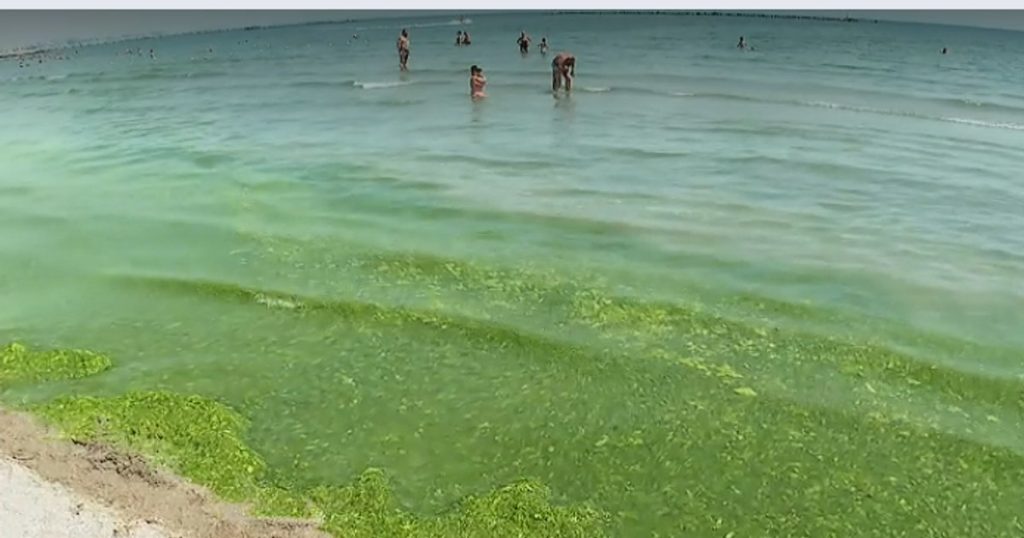 Portul Tomis, invadat de alge în plin sezon estival. Turiștii și patronii de terase, exasperați mirosul și aspectul neîngrijit