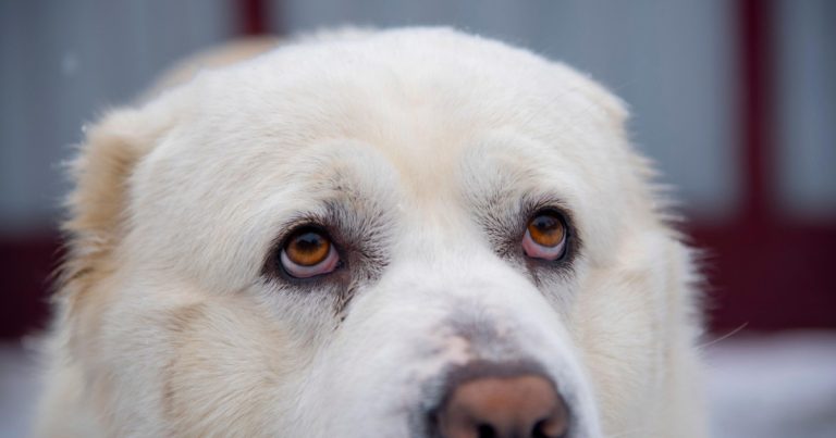 Amendă de 12.000 de lei pentru că a abandonat un câine de talie mare pe marginea drumului. Bărbatul îl adoptase cu o săptămână în urmă